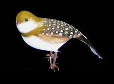 Artificial Medium Partridge
